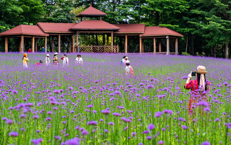  Starry and continuous sea, Xiamen has more than 10000 square meters of verbena Willow in full bloom