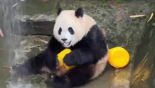  There are showers in the yard! Yu Ai, a giant panda: Now I'm taking a bath