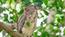  Wearing a black crown, wearing brown feathers and foraging for food, the "fast, accurate and ruthless" national second-class protected animal, the Great Bittern, visited Xiamen