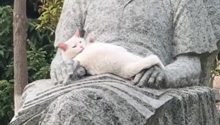  The kitten lies in the statue's arms and licks its fur quietly. "At this moment, the statue has a new temperature"