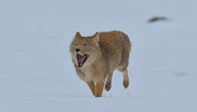  Qinghai: Close shot of Tibetan fox in Qilian Mountain National Park like a snow elf