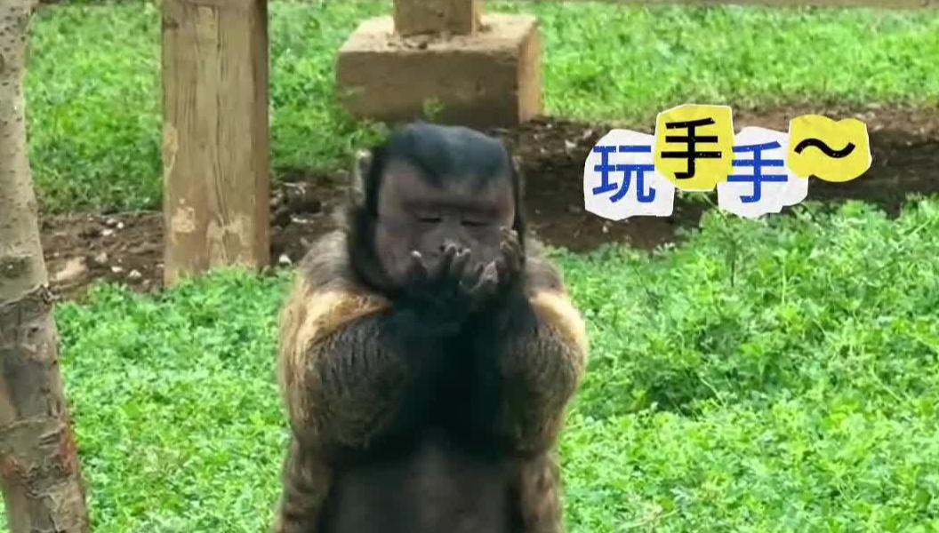 合肥野生动物园猴子“丑”出圈 第一次见这么别致的国字脸
