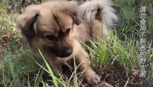 中华田园犬帮主人找菌子，一找一个准
