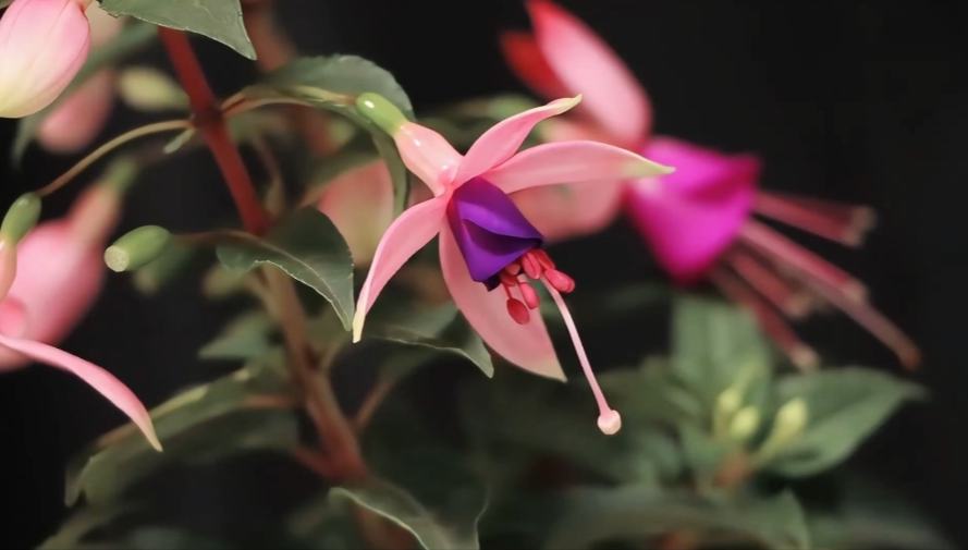 延时镜头下的灯笼花开如白鸽展翅