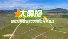 超震撼！看昌江2000亩火龙果基地